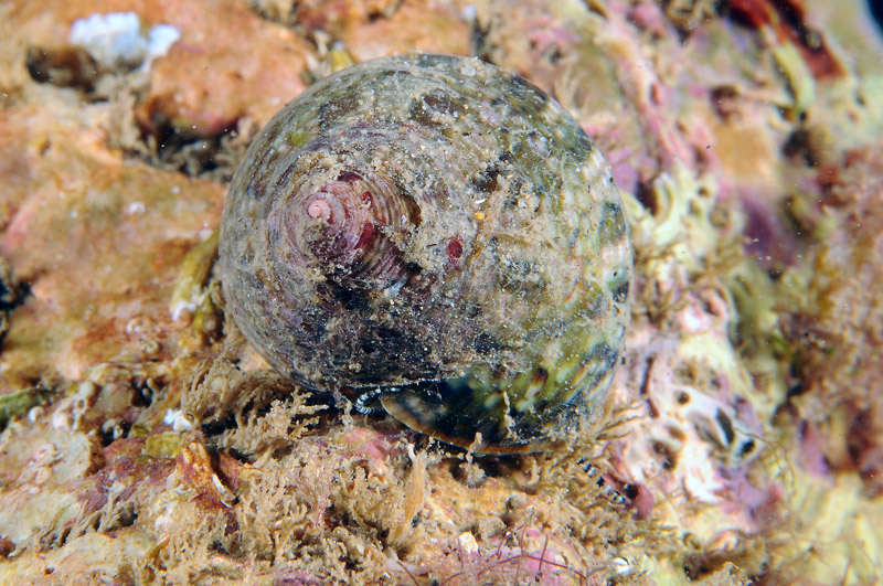 Gibbula